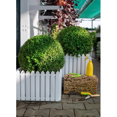 ����� ����� ���������� (�����)