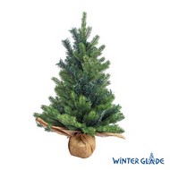   Winter Glade  60 